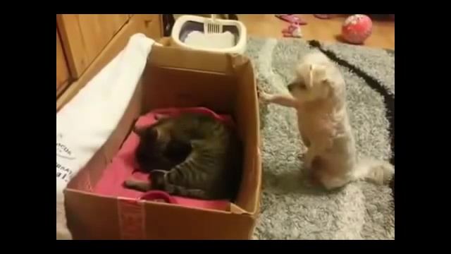 Собака увидела котят смотреть онлайн