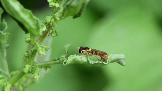 Marmalade Hoverfly Eaten By Striped Lynx Spider смотреть онлайн