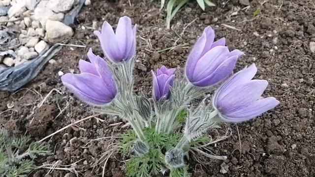 Прострел ранней весной! Выращен из семян. смотреть онлайн