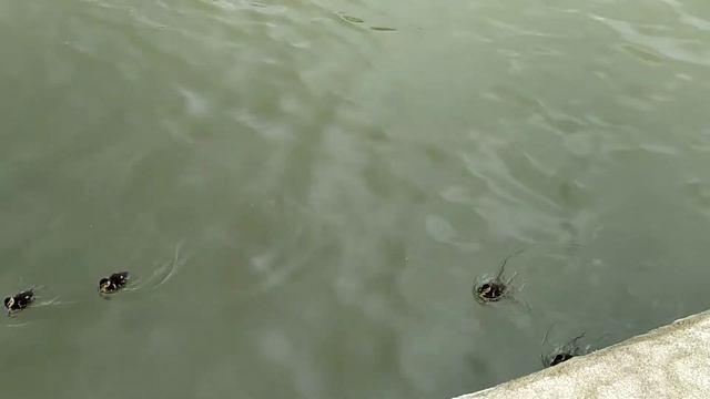 Утята с мамочкой - Большой Чертановский пруд смотреть онлайн