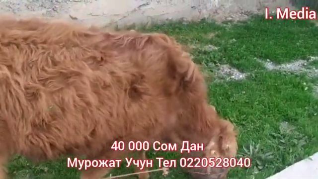 РАЗЗАКОВ МАЛ БАЗАР смотреть онлайн