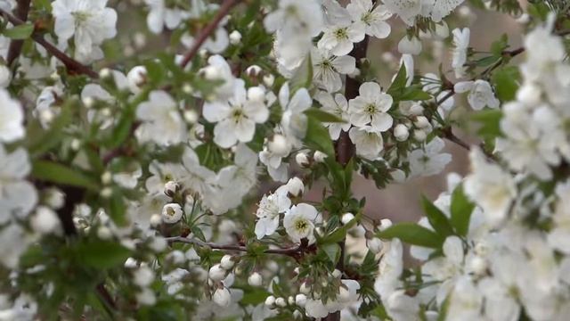 Spring (Sony DSC HX100V) смотреть онлайн
