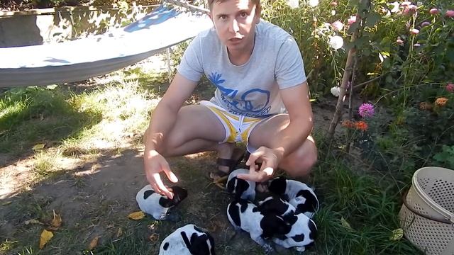 Когда щенок начинает ходить - День 16-18 - Уход за щенками день за днем. смотреть онлайн