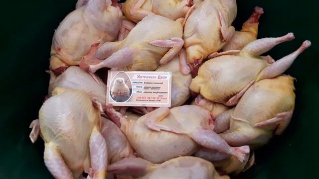 САМОЕ ВКУСНОЕ МЯСО ПЕРЕПЕЛОВ. РЕАЛИЗУЕМ МЯСО- ТУШКИ ПЕРЕПЕЛОВ. Порода Альбинос техасский. смотреть онлайн