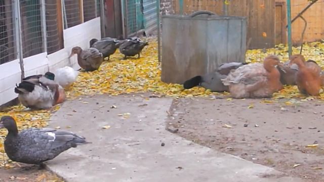 МУСКУСНЫЕ И РУАНСКИЕ УТКИ. Запись на 2022 смотреть онлайн