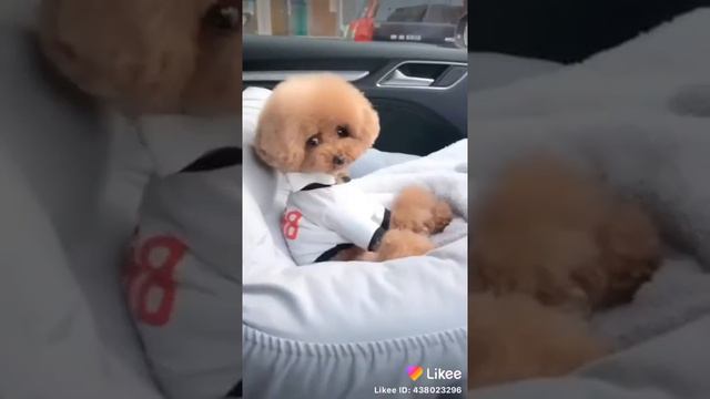 Cute teady bear смотреть онлайн