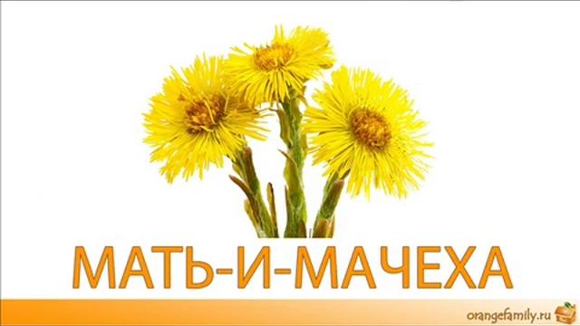 Развивающие карточки для детей: цветы и их названия смотреть онлайн