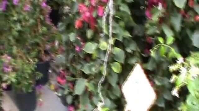 Выставка-продажа цветоа в городе Каттолика. Италия..avi смотреть онлайн