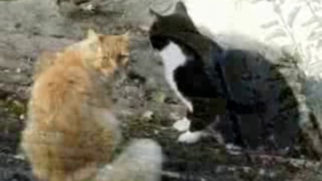 Сердитые  коты