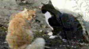 Сердитые коты