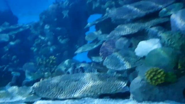 Аквариум SIA LIFE ISTANBUL ?? (2) смотреть онлайн