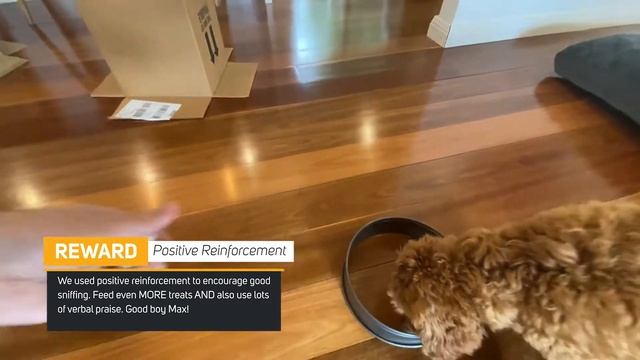 Puppy Nose Work Training - First Scent lesson DIY at home смотреть онлайн