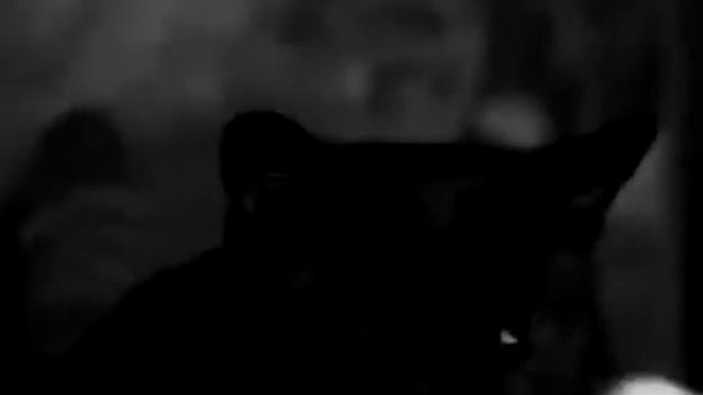 Мучаю кошку смотреть онлайн