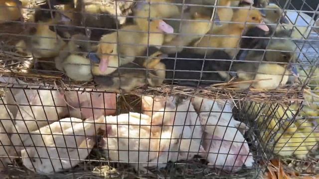 Много цыплят гусят утят индюшат и кур смотреть онлайн