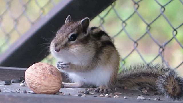 Бурундук и орех. / Chipmunk and Nut смотреть онлайн