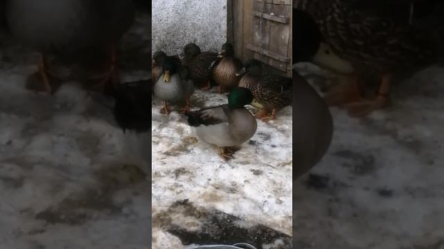 В чем отличие чубарого селезня от обычного. смотреть онлайн