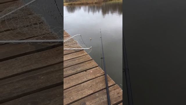 #ловляфорели #Симбухово #рыбалка #форель #платник смотреть онлайн