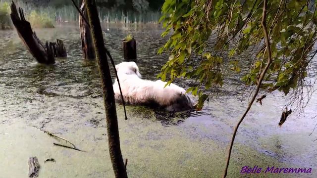 Belle Maremma Goes Swimming In The Swamp.Белль Маремма идёт купаться на болото.