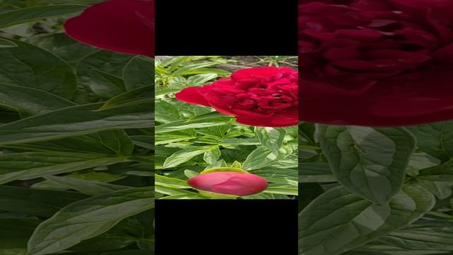 video_20220624_161546.mp4