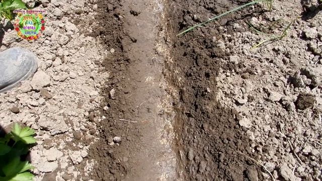 Выращивание семян в домашних условиях