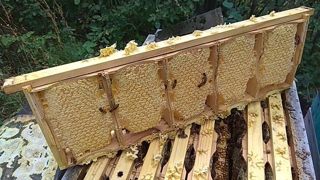Секционный сотовый мёд: мой опыт и некоторые нюансы