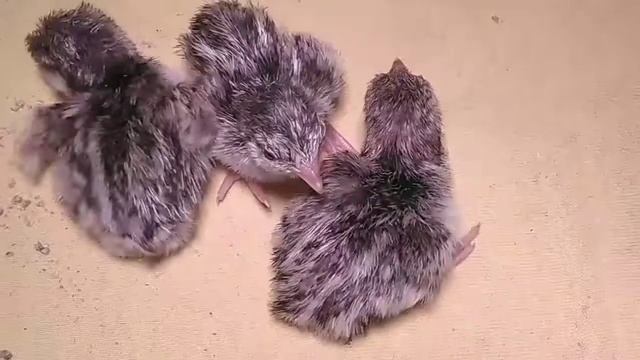 Разведение кеклика смотреть онлайн