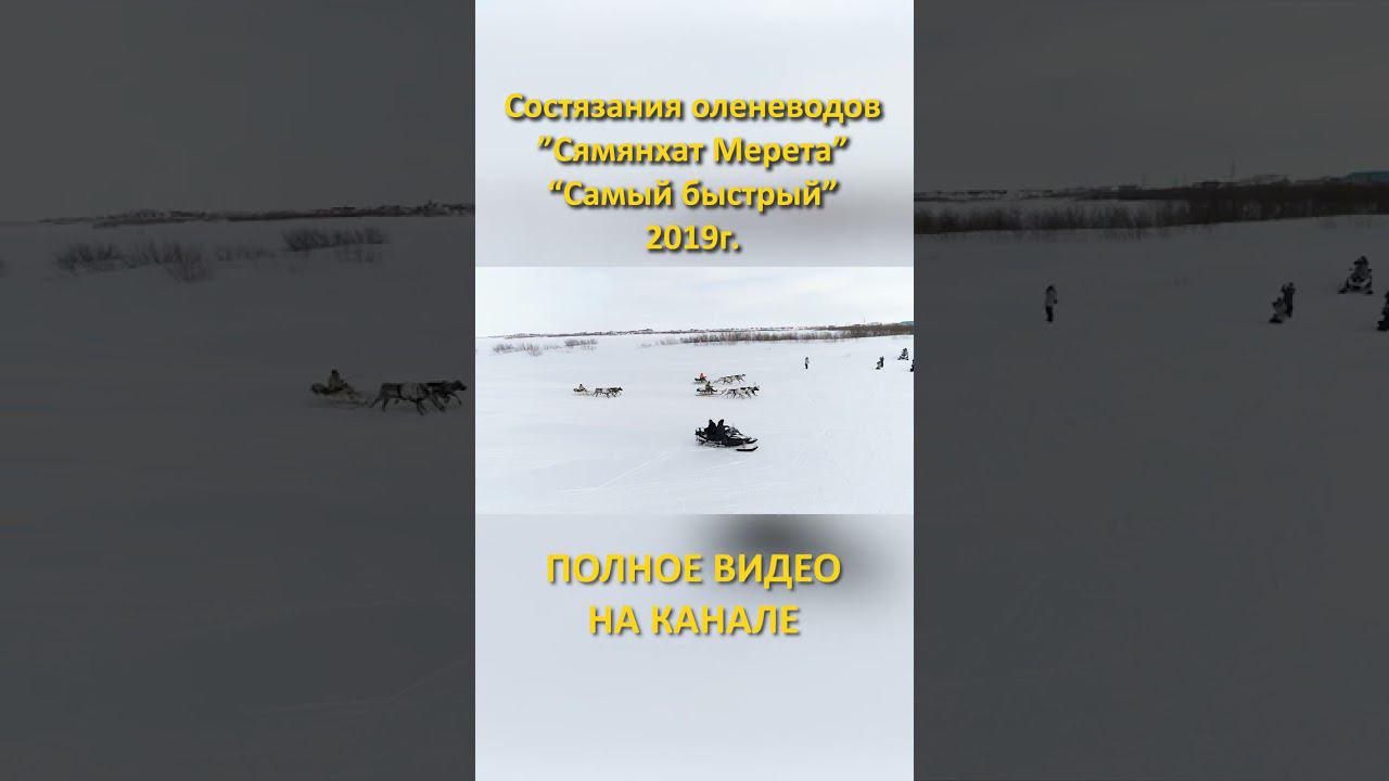 6 «Сямянхат Мерета» «Самый быстрый» 2019 состязания оленеводов гонки на оленях #shorts смотреть онлайн