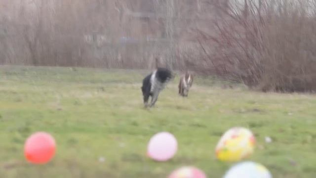 Vento - 4 months border collie puppy tricks and first agility set point смотреть онлайн