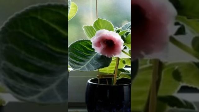 КАК УХАЖИВАТЬ ЗА ГЛОКСИНИЕЙ В ПЕРИОД ПОКОЯ #shorts смотреть онлайн