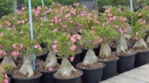 Как поливать Адениум. Полив и подкормка растения.