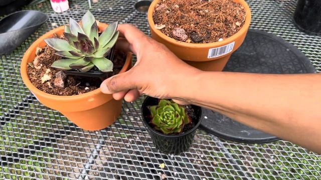 Echiveria Bloody Maria & Echiveria Agavoides red edge /Lipstick смотреть онлайн