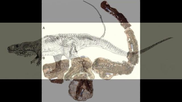 Poposauroids: Theropods before Theropods смотреть онлайн