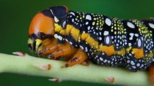 Бражник молочайный. Развитие от яйца до бабочки