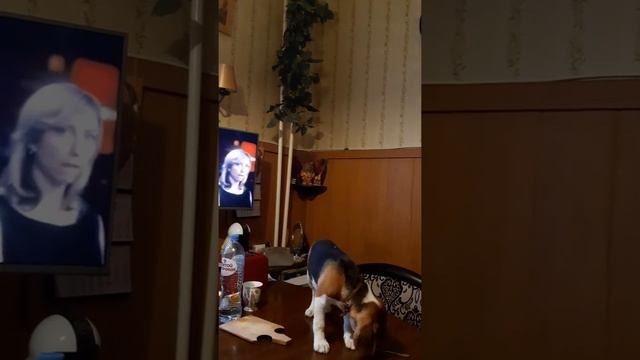 Моя собака ниндзя!!! {СКРЫТАЯ КАМЕРА!!!}