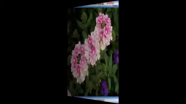 Hạt hoa cỏ roi ngựa VERBENA смотреть онлайн