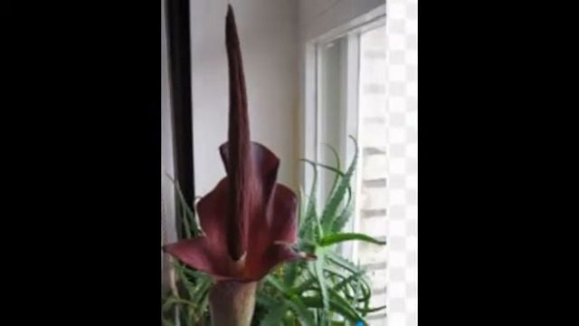 Любимые цветы и растения-Аморфофаллус смотреть онлайн
