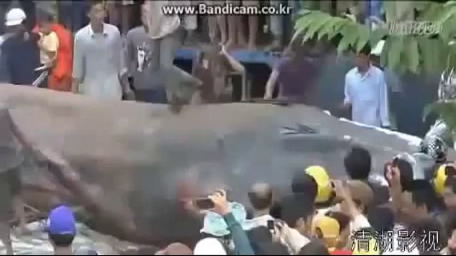 САМАЯ БОЛЬШАЯ ЗМЕЯ В МИРЕ! АНАКОНДА. anaconda. смотреть онлайн