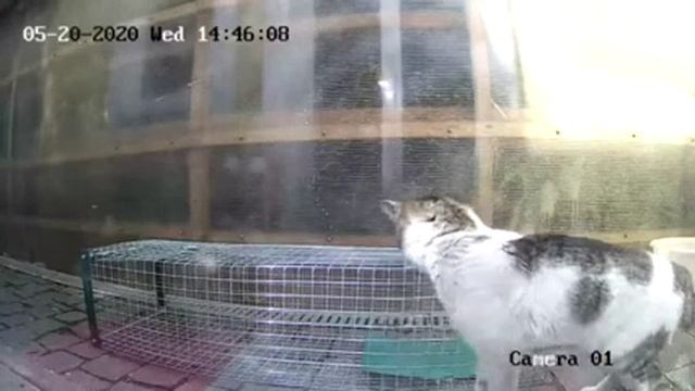 Живоловушка для куницы, норки, хоря, кота. Принцип действия смотреть онлайн