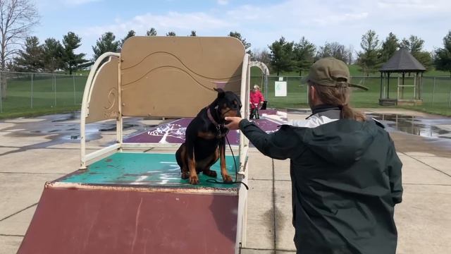 Doberman Pinscher Training - Environmental Socialization and Obedience Under Distraction смотреть онлайн