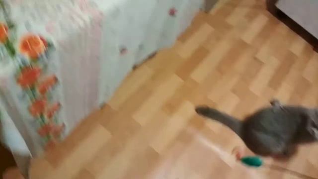 Котик британец смотреть онлайн