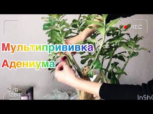 Мультипрививка Адениума смотреть онлайн