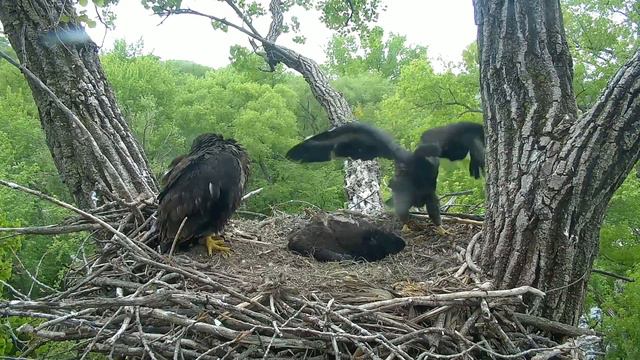 Decorah Eagles Cam 05-20-2018 15:49:58 - 16:49:59