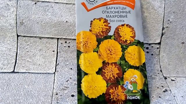 Бархатцы отклоненные махровые Бой смесь - ознакомление смотреть онлайн