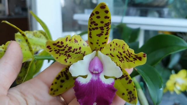 Cattleya Siamese doll kiwi.Описание и уход. смотреть онлайн