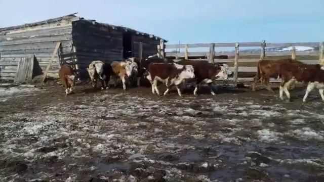 Казахская белоголовая порода на откорм смотреть онлайн