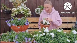 Красавица КАМПАНУЛА, как обрезать и сохранить зимой. Опыт и советы от Ани 923-214-67-20