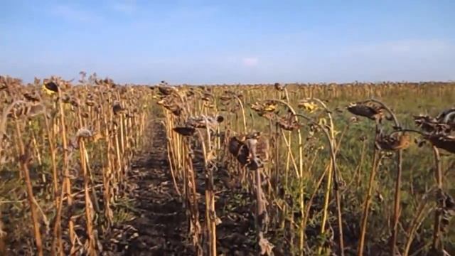 МАТЬ GRANDENIKO ЗАЖАЛА ЕДУ ДЛЯ ГОСТЕЙ. А МАТЬ САМВЕЛА ЗАЖАЛА ДЕНЬГИ смотреть онлайн
