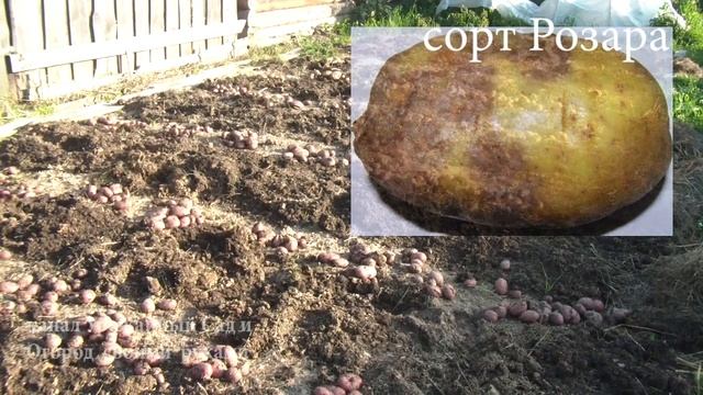 Лучшие сорта Картофеля. Отзывы, описание, характеристика.mp4 смотреть онлайн