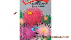Астра гигантский Смесь окрасок (smes okrasok) ? обзор: как сажать, семена астры Смесь окрасок