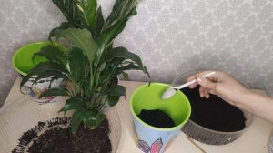 Спатифиллум зеленолистный и Спатифиллум Домино. Правильный уход, пересадка. Теневыносливое растение
